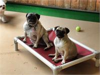 daycare pic 70 - pugs